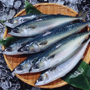 Fryst makrill hela omgången